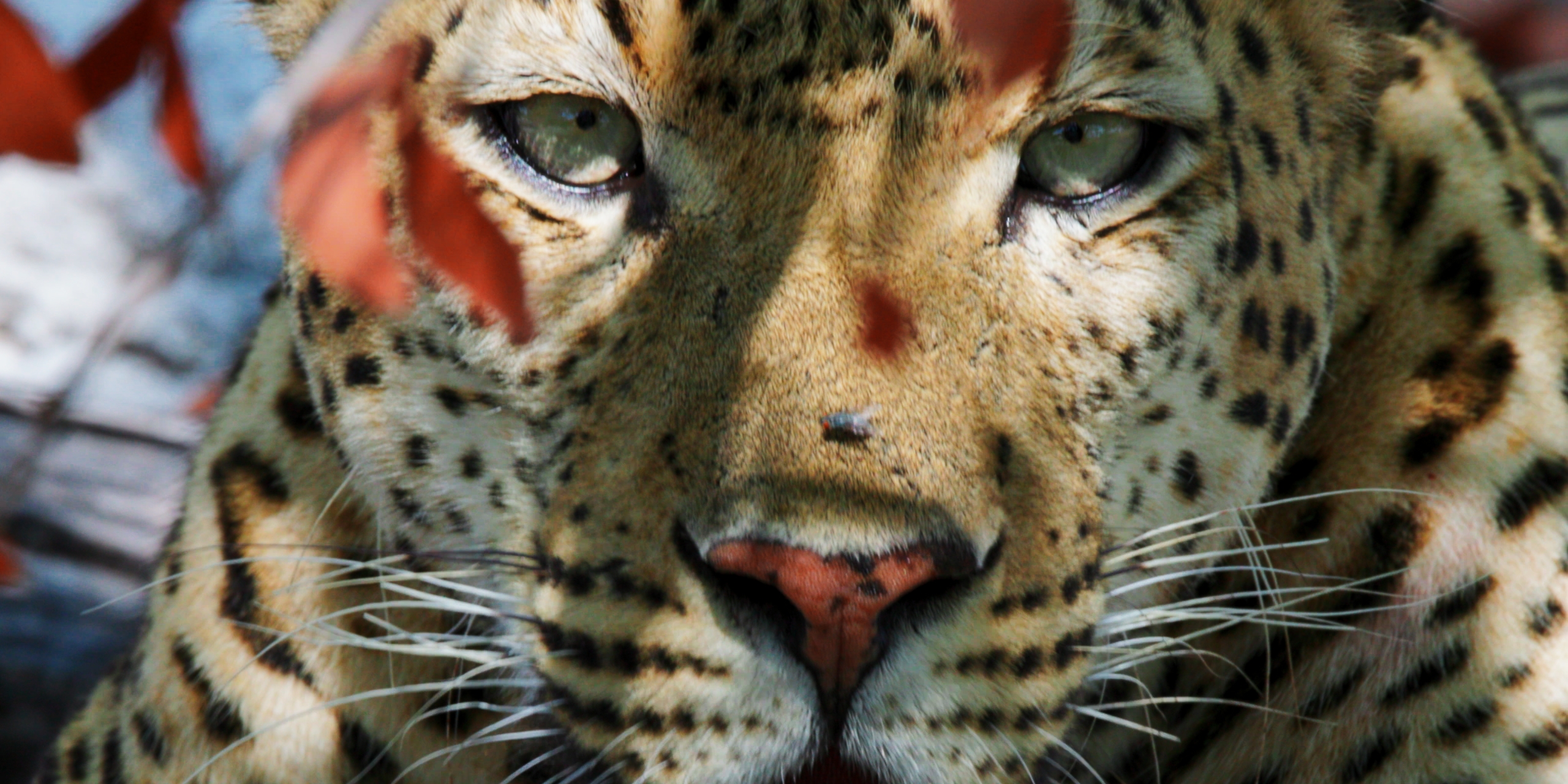 Close-up of a leopard looking through leaves