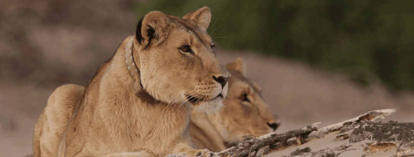 Namibia wildlife and field storytelling visual context.