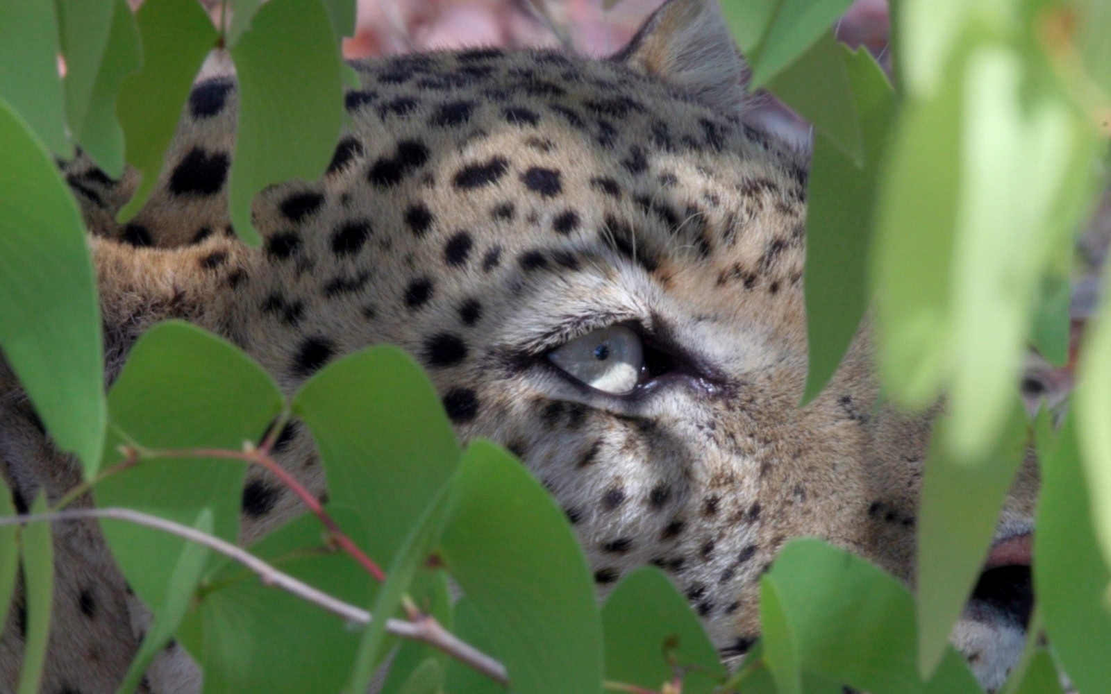 FilmSafaris field production and specialist Namibia travel context.