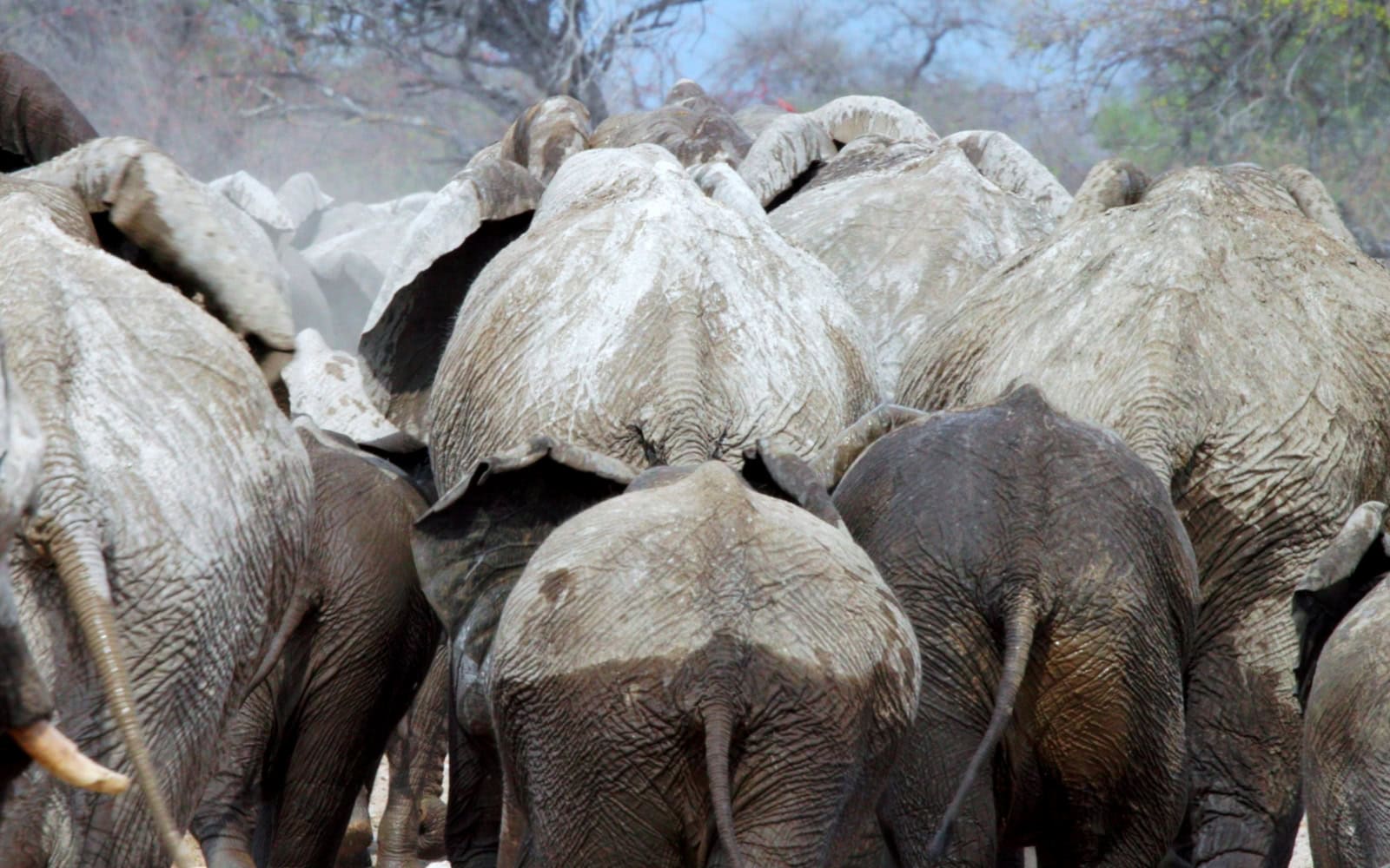 Guided safari experience in Namibia.