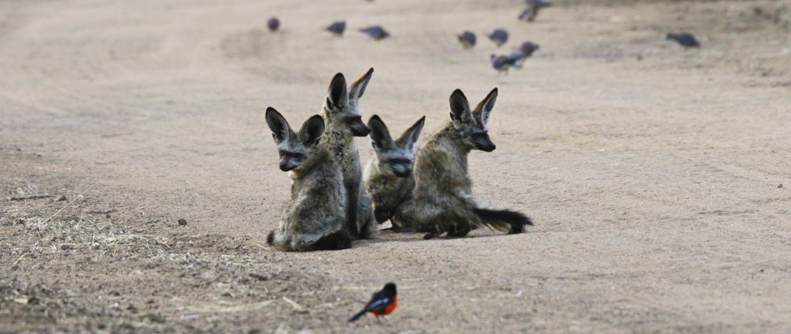 Namibia field scene from Jens Schneider's visual work.