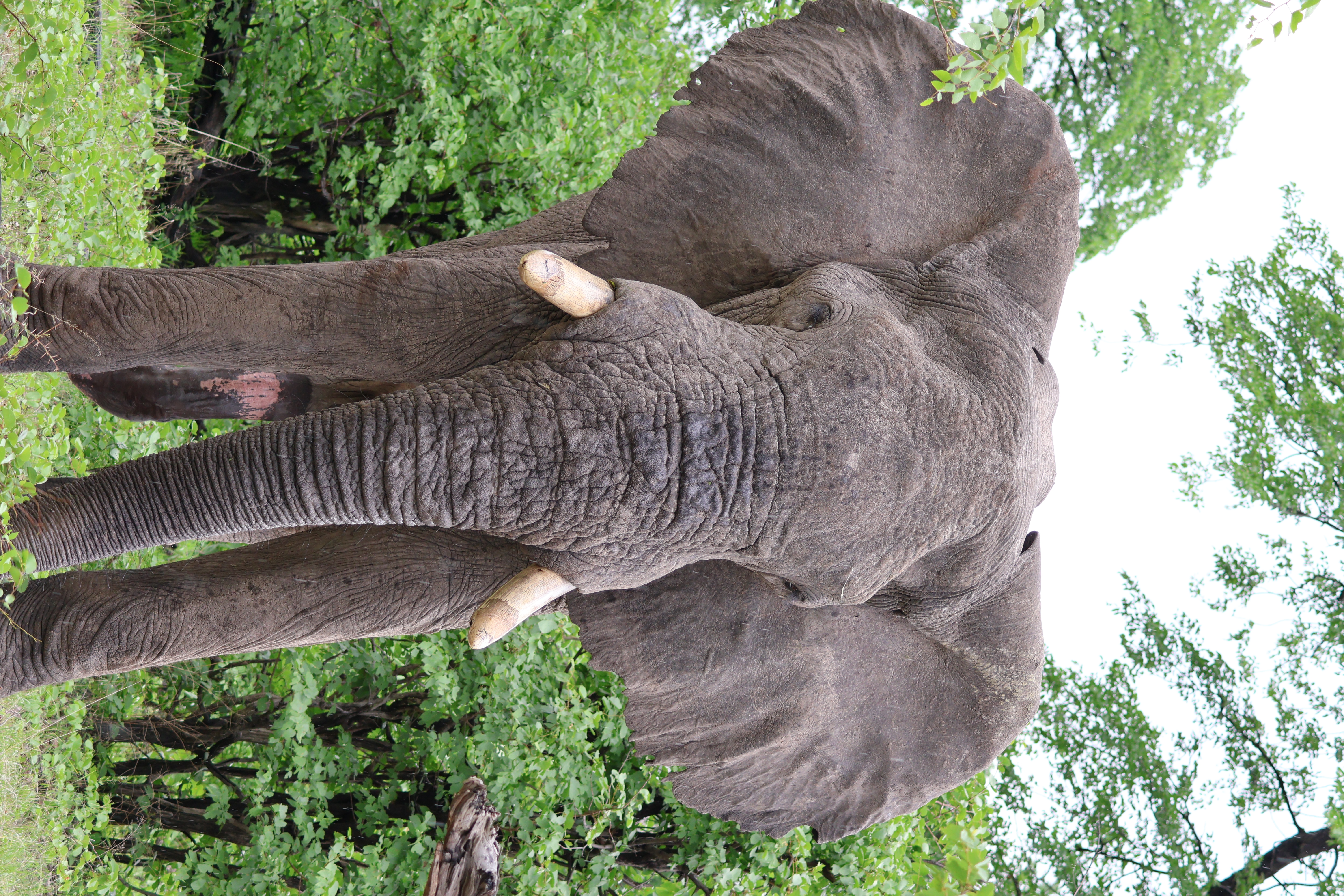 African Explorers guide profile image