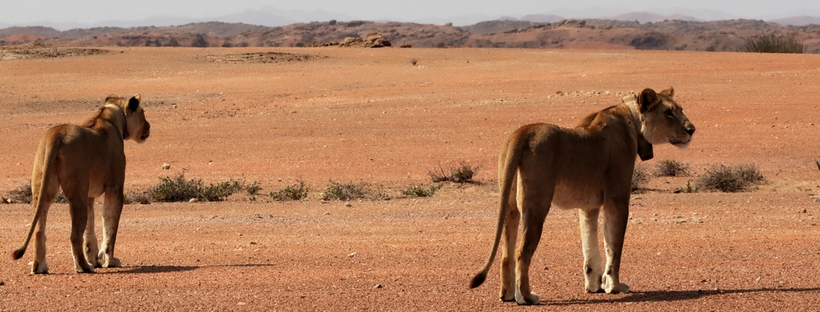 Desert Lion Documentary — selected production image